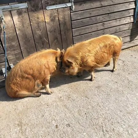 Heatherhill Farm In Beside Connemara National Park Casa vacanze *