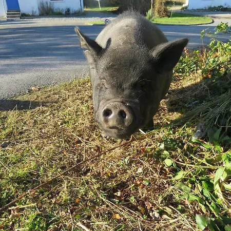 Heatherhill Farm In Beside Connemara National Park בית נופש לטרפראק