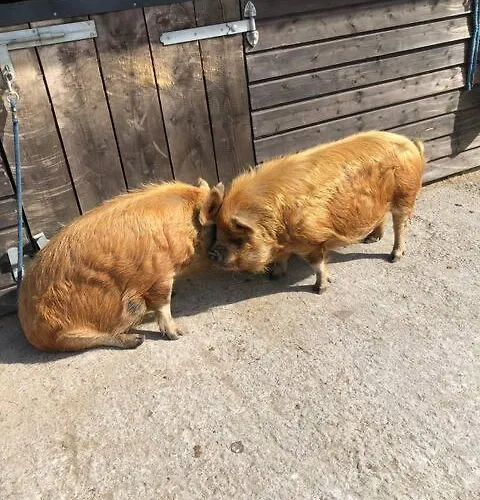 Heatherhill Farm In Beside Connemara National Park Дом отдыха *