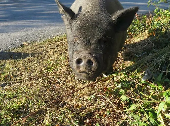 Heatherhill Farm In Beside Connemara National Park Дом отдыха Леттерфрак