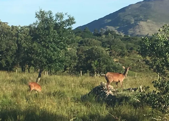 Дом отдыха Heatherhill Farm In Beside Connemara National Park Леттерфрак